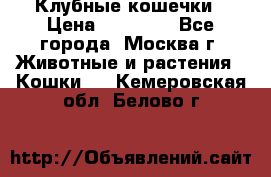 Клубные кошечки › Цена ­ 10 000 - Все города, Москва г. Животные и растения » Кошки   . Кемеровская обл.,Белово г.